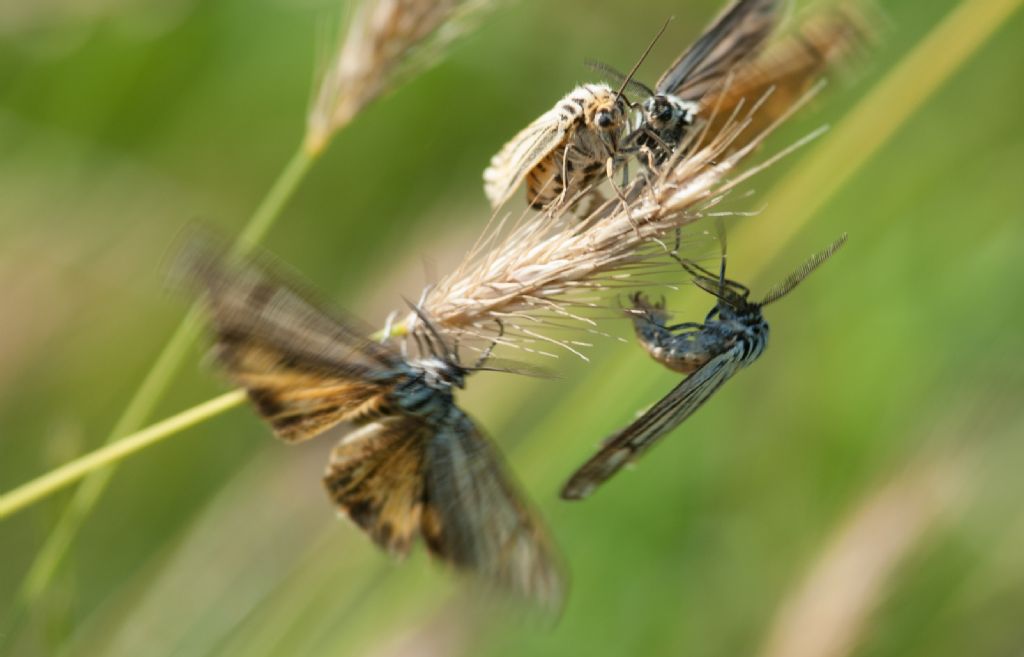 Falene da identificare: Coscinia striata - Erebidae